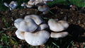 Oyster mushroom on compost 111013 (1).JPG