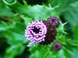 Thistle flower 2.jpg