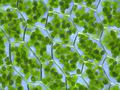 Plant cells with visible chloroplasts (from a moss Plagiomnium) - Wiki Commons.jpeg