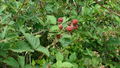Blackberry bush.JPG