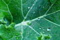 Borecole leaf with water drops.jpg