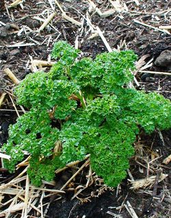 Young parsley plant.jpg
