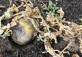 Small turnip after frost 120217.JPG