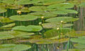 080518 Water lily 3.JPG
