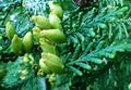 Thuja leaves and young fruits.jpg