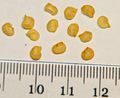 Hot pepper seeds - with cm-mm scale.JPG