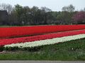 Field of tulips.jpg