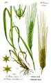 Barley-Illustration Hordeum vulgare0B.jpg