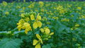 Mustard flower 101005.JPG