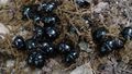 Dung beetles on horse manure 080705.JPG