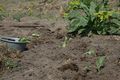 Planting white cabbage 120520.JPG