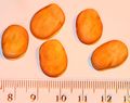 Fava bean seeds - with cm-mm scale.JPG