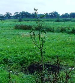 Beurre Hardy young pear tree.jpg