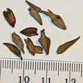 Zinnia seeds - with cm-mm scale.JPG