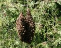 Swarm of our bees 120602.JPG