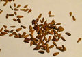 Valerian seeds.JPG