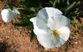 White viola flower.jpg