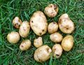 First potatoes Eersteling 1 plant 110607 - Copy.JPG