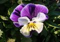 Violet viola flower.jpg