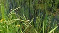 Horsetail plants in water.JPG