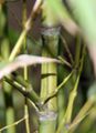 Bamboo detail Phyllostachys aurea in winter.JPG