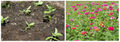 Zinnia young plants and flowers.jpg