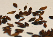 Seeds of Aster alpinus