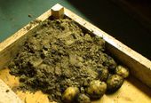 Some seed potatoes stored in a box covered with sand, then in a cool cellar with good airflow.