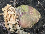 This is a big turnip of ca. 1 kg. Because i had read that these turnips are hardy, i had not protected them with straw. However, the root has become soft after a longer period of frost and can probably not be used for consumption.