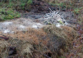 Wood ash from our heater sprayed over the compost heap. Wood ash does have fertilizer value. It contains several micro-nutrients but no nitrogen.