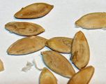 Cucumber seeds, Chinese snake