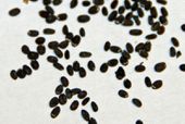 Seeds of Nepeta mussinii