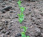 Young pea plants. Pea plants are hardy and can be sown before the spring comes.