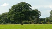 A majestic oak tree