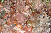 Fallen leaves make a natural sheet of mulch.