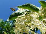 Bee flying away with pollen