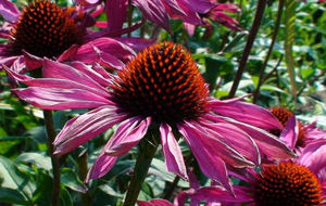 Echinacea 2007-27.JPG