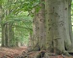 Beeches July 2008.jpg