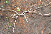 Small beech in soil with saw dust