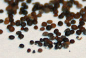 Thymus vulgaris seeds