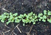 Young rocket plants