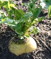 A smaller cultivar of turnip (diameter of the root of this plant is ca 10 cm), here photographed in the midst of winter