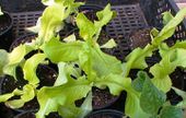 Lettuce ready to plant out. This is something you can do easily even if you have a small garden. I sow some lettuce seeds in a pot every two weeks. When seedlings are about an inch tall they are planted single in pots and later planted out in the garden. I plant them on places where other crops have grown and i don't add any new fertilizer or compost. Now it's just waiting to harvest them. In this way you can have fresh salad every day, with little effort and minimal costs.