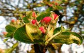 Apple blossoms.jpg