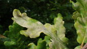 Oak leaves