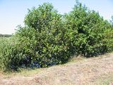 Alder shrubs