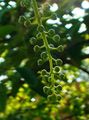 Black cherry flower buds