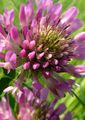 Red clover flower