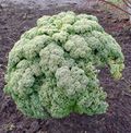 Kale 111221.JPG