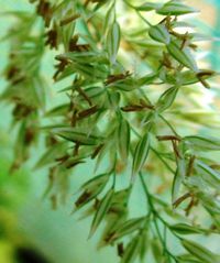 Grass flowers.jpg